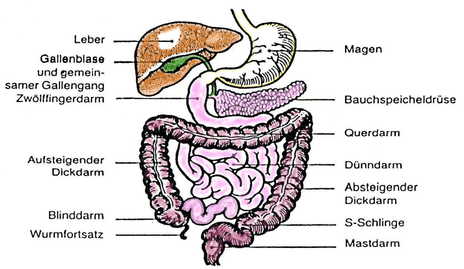 Magen-Darm-Trakt